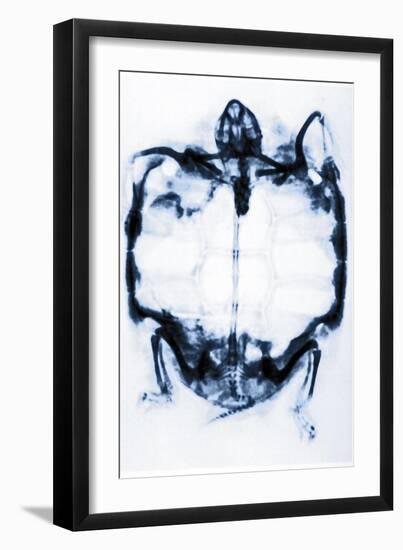 X-Ray of a Tortoise-null-Framed Giclee Print
