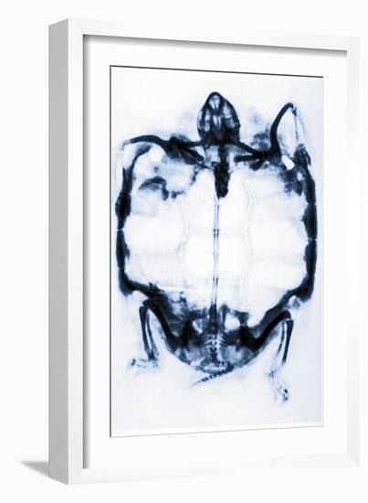 X-Ray of a Tortoise-null-Framed Giclee Print