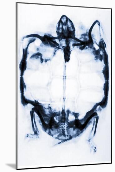 X-Ray of a Tortoise-null-Mounted Giclee Print