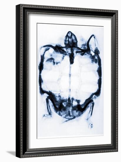 X-Ray of a Tortoise-null-Framed Giclee Print
