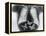 X-ray of butterflies in the stomach-Thom Lang-Framed Premier Image Canvas