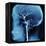 X-Ray of Human Head-Robert Llewellyn-Framed Premier Image Canvas