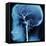 X-Ray of Human Head-Robert Llewellyn-Framed Premier Image Canvas