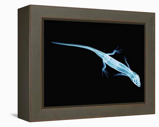 X-Ray of Lizard-Robert Llewellyn-Framed Premier Image Canvas