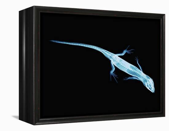 X-Ray of Lizard-Robert Llewellyn-Framed Premier Image Canvas