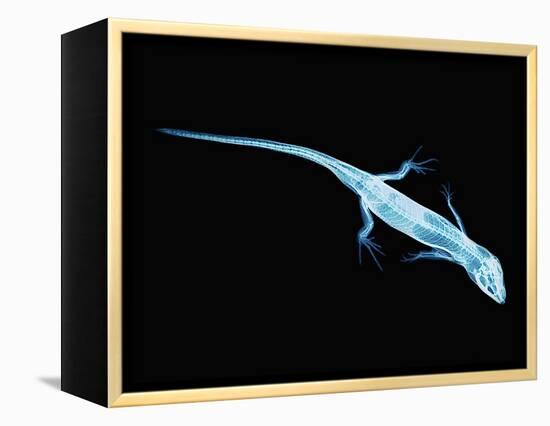 X-Ray of Lizard-Robert Llewellyn-Framed Premier Image Canvas