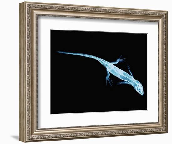 X-Ray of Lizard-Robert Llewellyn-Framed Photographic Print