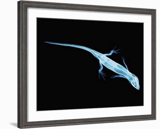 X-Ray of Lizard-Robert Llewellyn-Framed Photographic Print