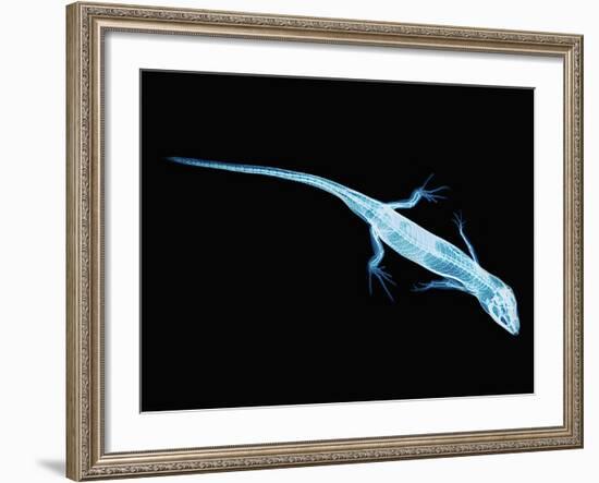 X-Ray of Lizard-Robert Llewellyn-Framed Photographic Print