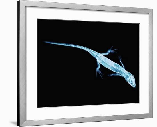 X-Ray of Lizard-Robert Llewellyn-Framed Photographic Print