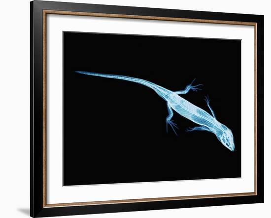 X-Ray of Lizard-Robert Llewellyn-Framed Photographic Print