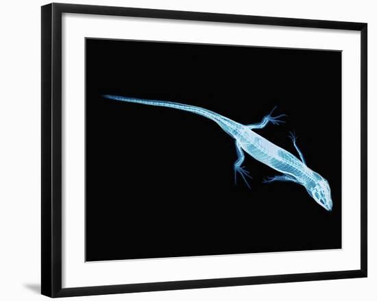 X-Ray of Lizard-Robert Llewellyn-Framed Photographic Print