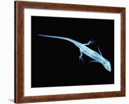 X-Ray of Lizard-Robert Llewellyn-Framed Photographic Print