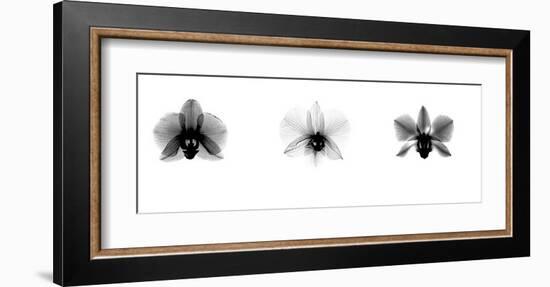 X-Ray Orchid Triptych-Bert Myers-Framed Giclee Print