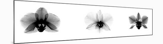 X-Ray Orchid Triptych-Bert Myers-Mounted Giclee Print