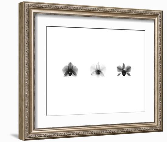 X-Ray Orchid Triptych-Bert Myers-Framed Art Print