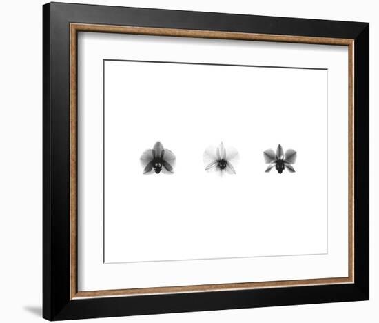 X-Ray Orchid Triptych-Bert Myers-Framed Art Print