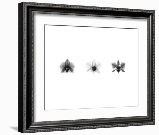 X-Ray Orchid Triptych-Bert Myers-Framed Art Print