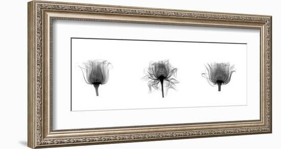 X-Ray Rose Triptych-Bert Myers-Framed Giclee Print