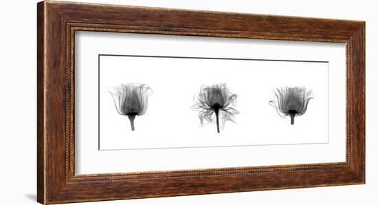 X-Ray Rose Triptych-Bert Myers-Framed Giclee Print