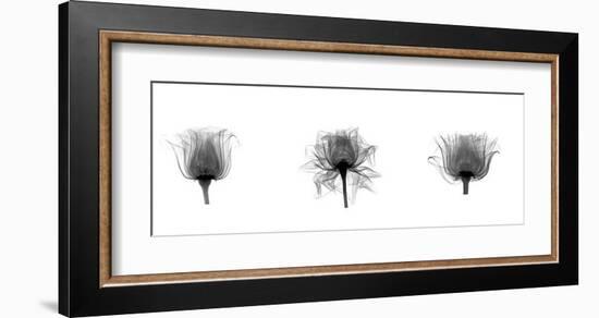 X-Ray Rose Triptych-Bert Myers-Framed Giclee Print