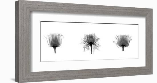 X-Ray Rose Triptych-Bert Myers-Framed Giclee Print