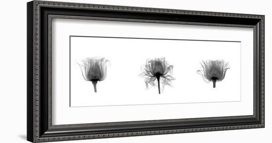 X-Ray Rose Triptych-Bert Myers-Framed Giclee Print