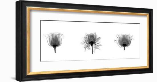 X-Ray Rose Triptych-Bert Myers-Framed Giclee Print