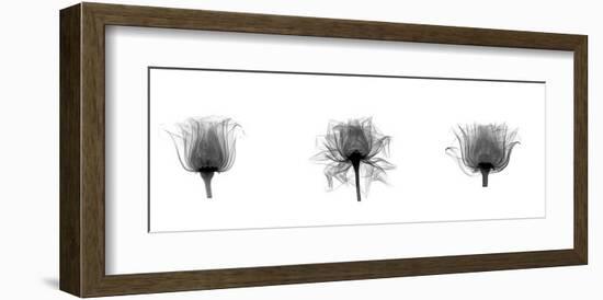 X-Ray Rose Triptych-Bert Myers-Framed Giclee Print