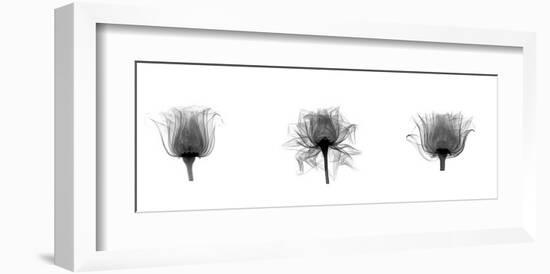 X-Ray Rose Triptych-Bert Myers-Framed Giclee Print