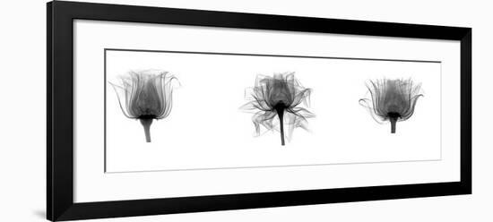 X-Ray Rose Triptych-Bert Myers-Framed Giclee Print