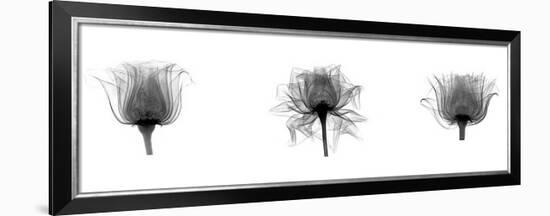 X-Ray Rose Triptych-Bert Myers-Framed Giclee Print