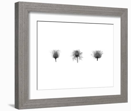 X-Ray Rose Triptych-Bert Myers-Framed Art Print