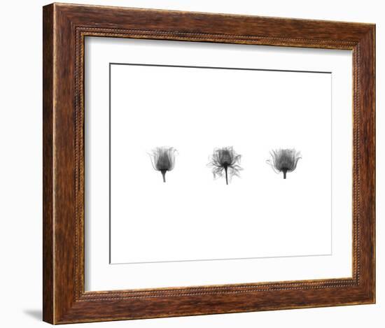 X-Ray Rose Triptych-Bert Myers-Framed Art Print