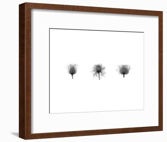 X-Ray Rose Triptych-Bert Myers-Framed Art Print