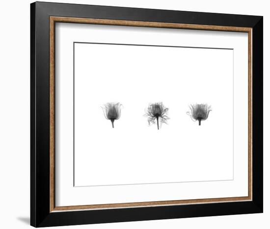 X-Ray Rose Triptych-Bert Myers-Framed Art Print