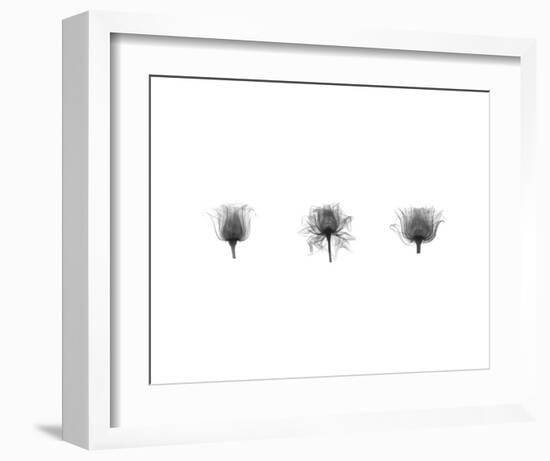 X-Ray Rose Triptych-Bert Myers-Framed Art Print