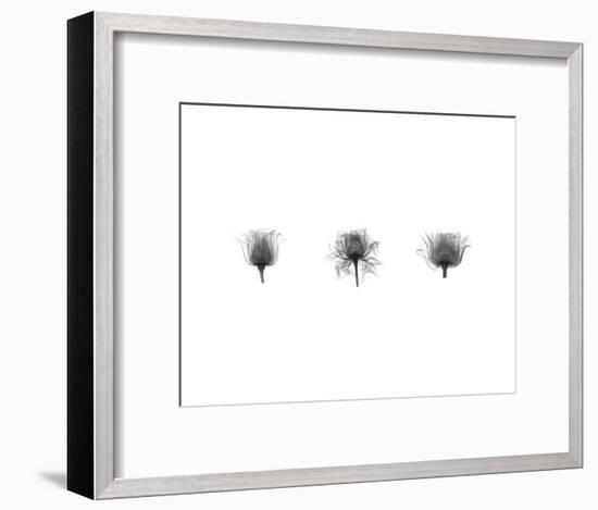 X-Ray Rose Triptych-Bert Myers-Framed Art Print