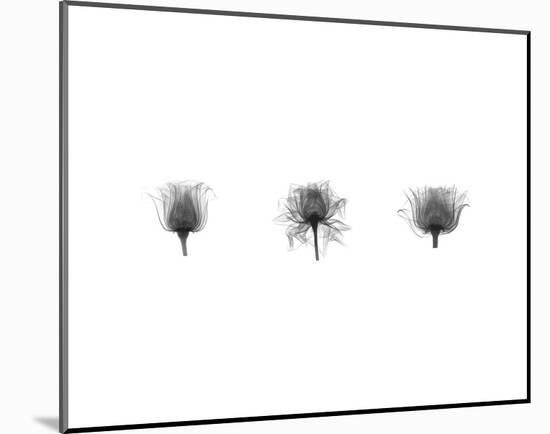 X-Ray Rose Triptych-Bert Myers-Mounted Art Print