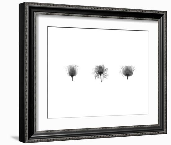 X-Ray Rose Triptych-Bert Myers-Framed Art Print