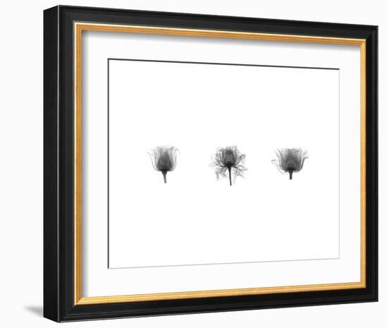 X-Ray Rose Triptych-Bert Myers-Framed Art Print