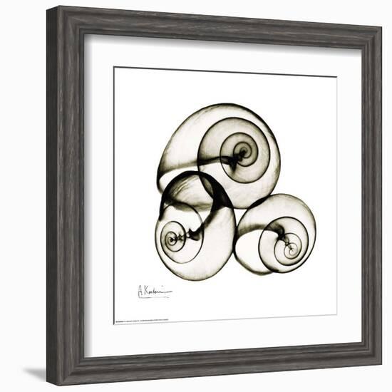 X-ray Snail Shells, Sepia-Albert Koetsier-Framed Art Print