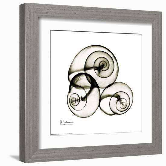 X-ray Snail Shells, Sepia-Albert Koetsier-Framed Art Print