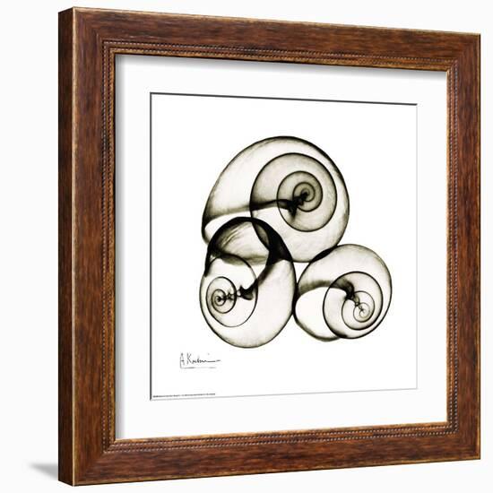 X-ray Snail Shells, Sepia-Albert Koetsier-Framed Art Print