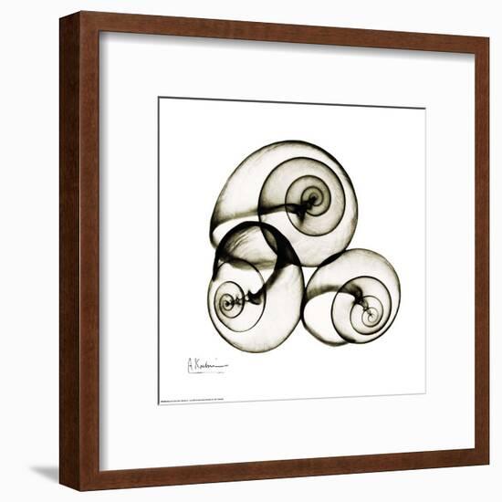 X-ray Snail Shells, Sepia-Albert Koetsier-Framed Art Print