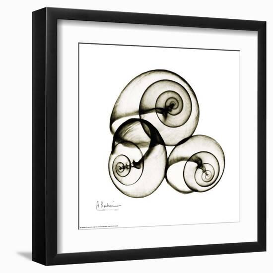 X-ray Snail Shells, Sepia-Albert Koetsier-Framed Art Print