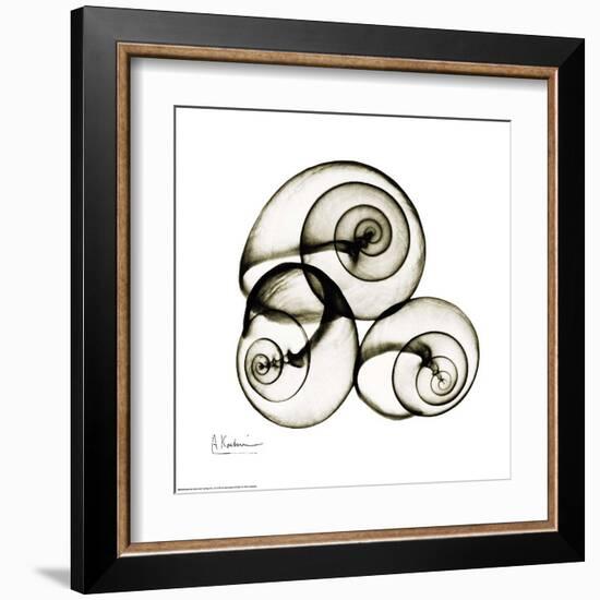 X-ray Snail Shells, Sepia-Albert Koetsier-Framed Art Print