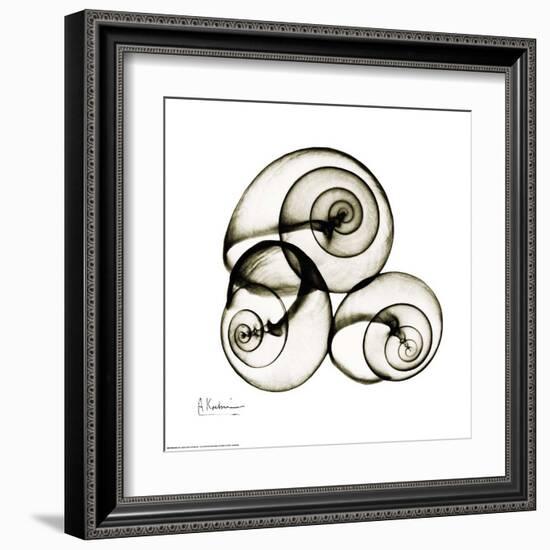 X-ray Snail Shells, Sepia-Albert Koetsier-Framed Art Print