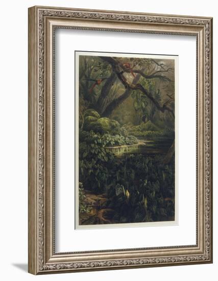 Xanthosoma and Other Exotic Flora and Birds in the Brazilian Jungle-J. Selleny-Framed Photographic Print