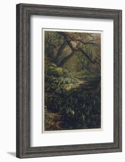 Xanthosoma and Other Exotic Flora and Birds in the Brazilian Jungle-J. Selleny-Framed Photographic Print